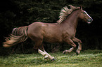 galloping Haflinger-Black-Forest-Coldblood-Cross
