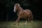 galloping Haflinger-Black-Forest-Coldblood-Cross