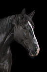 Portrait of a black mare with blaze