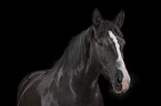 Portrait of a black mare with blaze