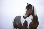 German-Riding Pony-Tinker-Mix portrait