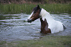 German-Riding Pony-Tinker-Mix portrait