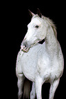 Appaloosa-Mix mare