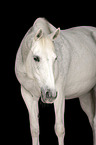 Lipizzaner-Cross Portrait