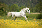 galloping Lipizzaner-Cross