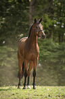 Trakehner-Cross