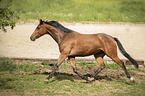 trotting Trakehner-Cross