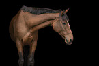 Trakehner-Cross Portrait
