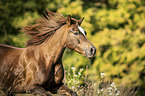 Haflinger-Cross Portrait