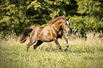 galloping Haflinger-Cross