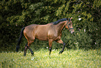 trotting Trakehner-Cross