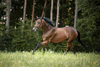 galloping Trakehner-Cross