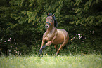 galloping Trakehner-Cross