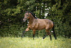 trotting Trakehner-Cross