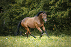 galloping Trakehner-Cross