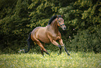 galloping Trakehner-Cross