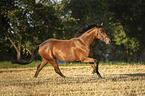 galloping Trakehner-Cross