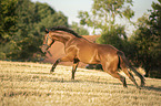 galloping Trakehner-Cross