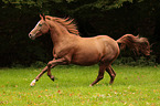 galloping Araber-Cross