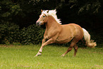 galloping Black-Forest-Horse-cross