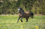 galloping Pony-cross