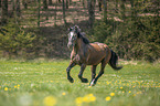 galloping Pony-cross