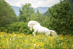 galloping Welsh-Cross