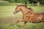 galloping warmblood-cross