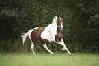 galloping warmblood-cross