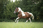 galloping warmblood-cross