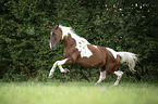 galloping warmblood-cross