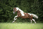 galloping warmblood-cross