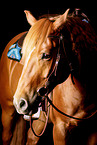 Quarter Horse-Cross Portrait