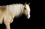 Haflinger-Cross Portrait