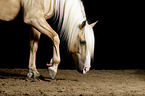 walking Haflinger-Cross