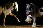 2 horses