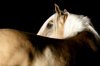Haflinger-Cross Portrait