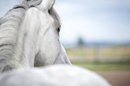 Lipizzan-Cross Portrait