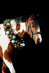 Riding-Pony-Cross Portrait