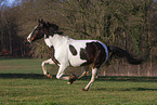 galloping Brandenburgian-Mecklenburg-Cross