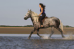 woman and Lipizzaner-Cross in the water