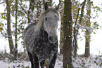 Lipizzaner-Cross Portrait