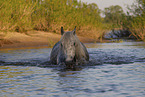 bathing Lipizzaner-Cross