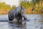 bathing Lipizzaner-Cross