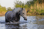 bathing Lipizzaner-Cross