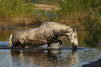 bathing Lipizzaner-Cross