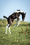 Baroque-Pinto-Trotter Foal