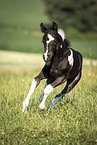 Baroque-Pinto-Trotter Foal