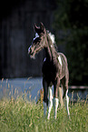 Baroque-Pinto-Trotter Foal