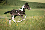Baroque-Pinto-Trotter Foal